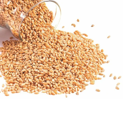 Organic Wheat Seeds