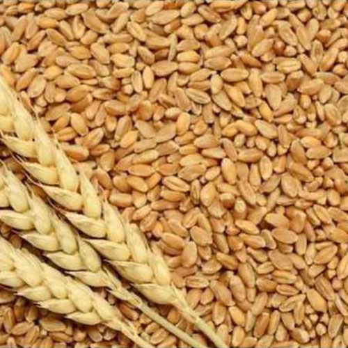 Organic Wheat Seeds