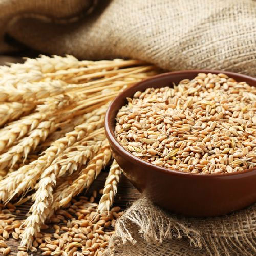 Organic Wheat Seeds