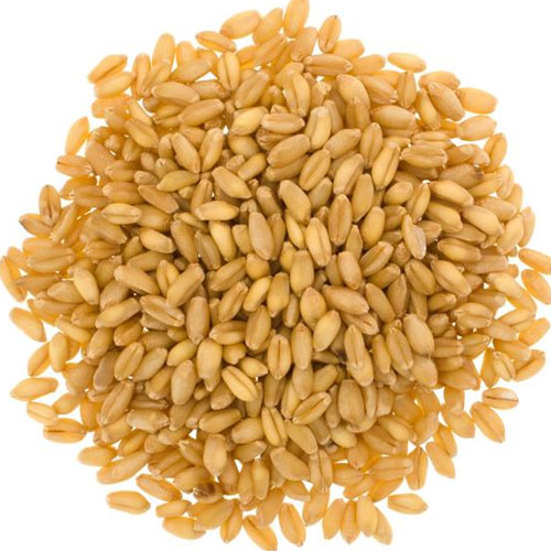 Organic Wheat Seeds