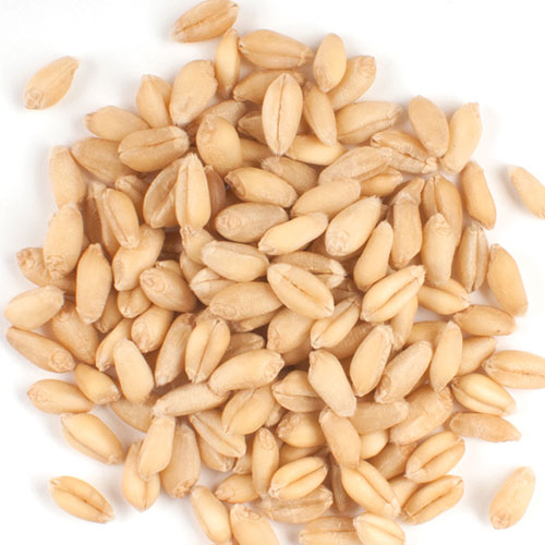 Organic Wheat Seeds