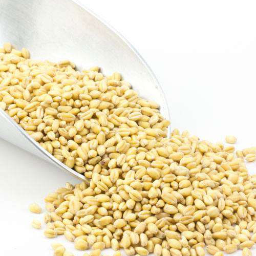 Organic Wheat Seeds