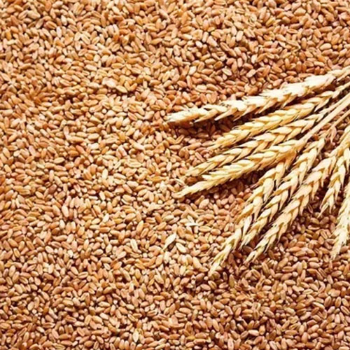 Organic Wheat Seeds