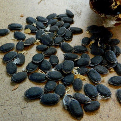 Sponge Gourd Seeds