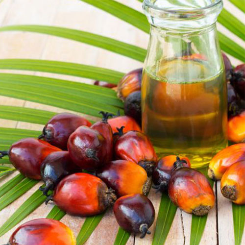 Palm Oil Seed