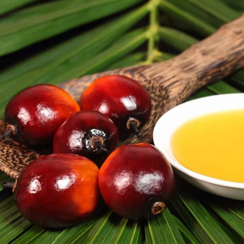 Palm Oil Seed
