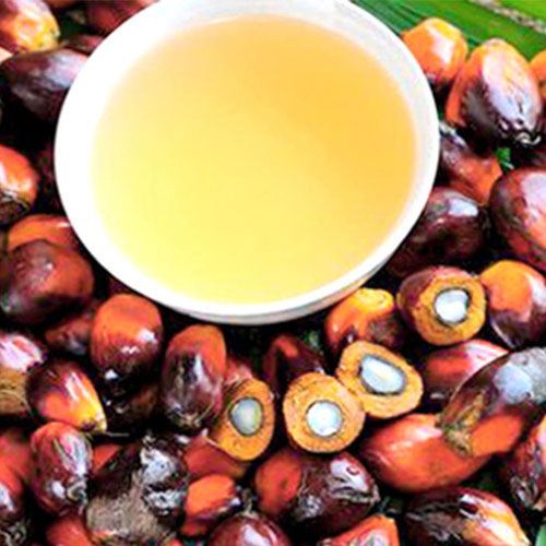 Palm Oil Seed
