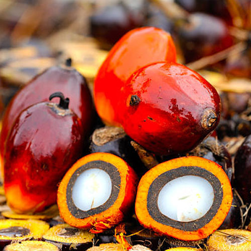 Palm Oil Seed