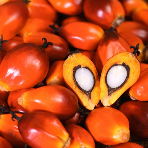 Palm Oil Seed