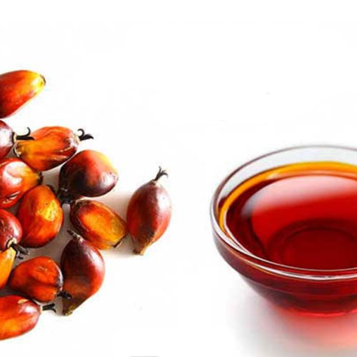 Palm Oil Seed