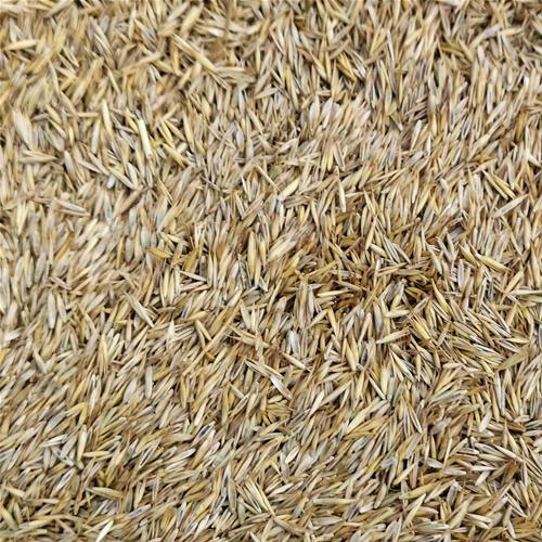 Lawn Grass Seed