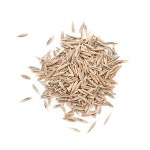 Lawn Grass Seed
