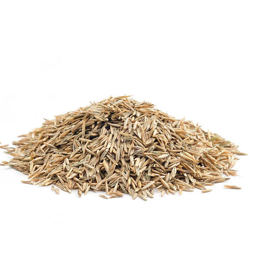 Lawn Grass Seed