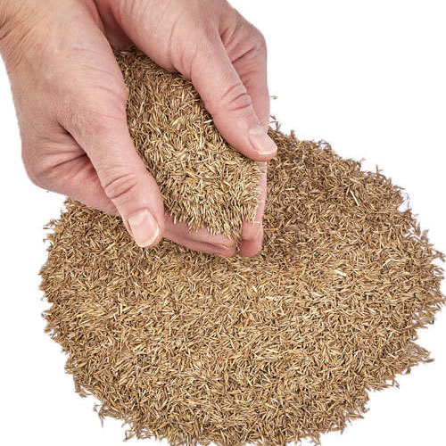 Lawn Grass Seed