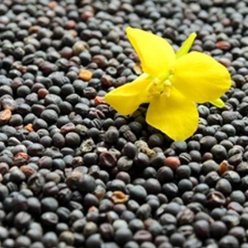 Canola Seeds