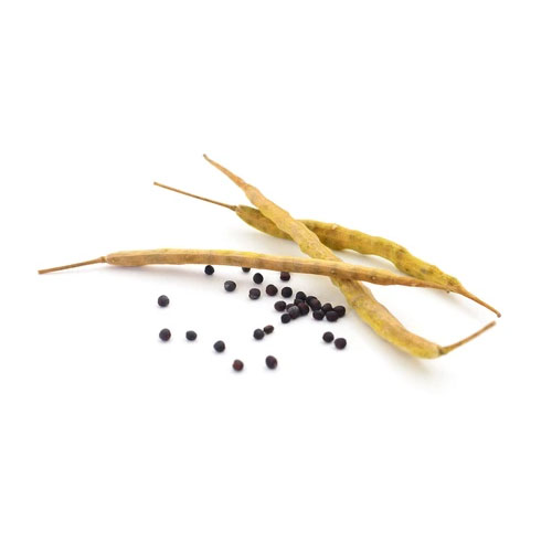 Canola Seeds
