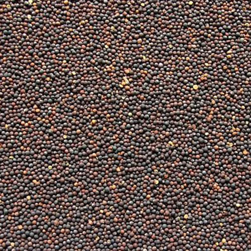 Rape Mustard Seeds
