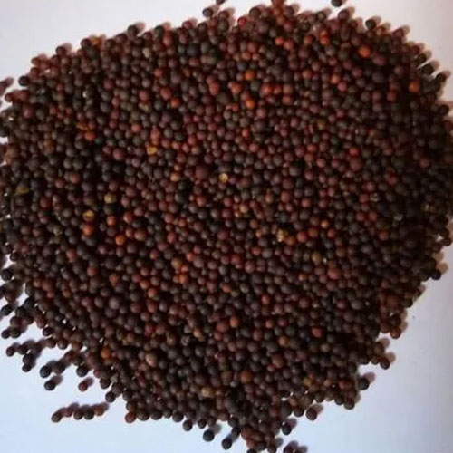 Rape Mustard Seeds