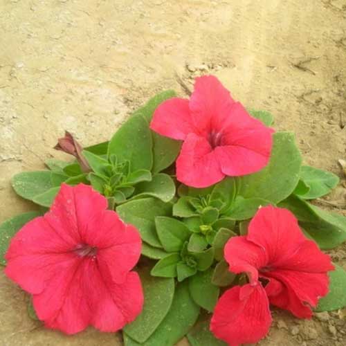 Seasonal Flower Seeds