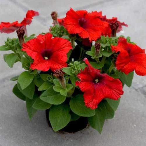 Seasonal Flower Seeds