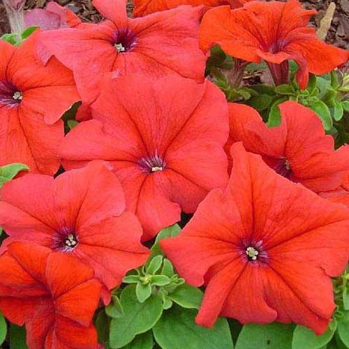 Seasonal Flower Seeds