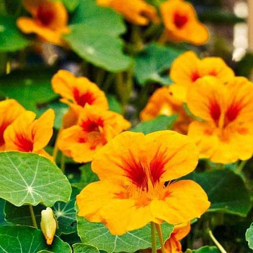 Seasonal Flower Seeds