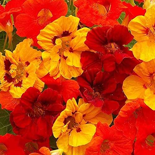 Seasonal Flower Seeds