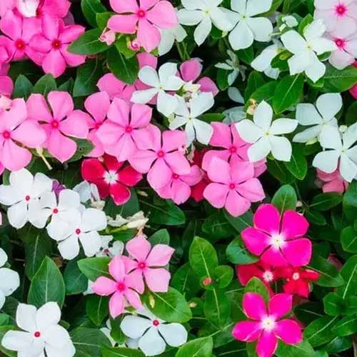 Seasonal Flower Seeds