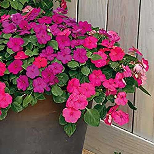 Seasonal Flower Seeds