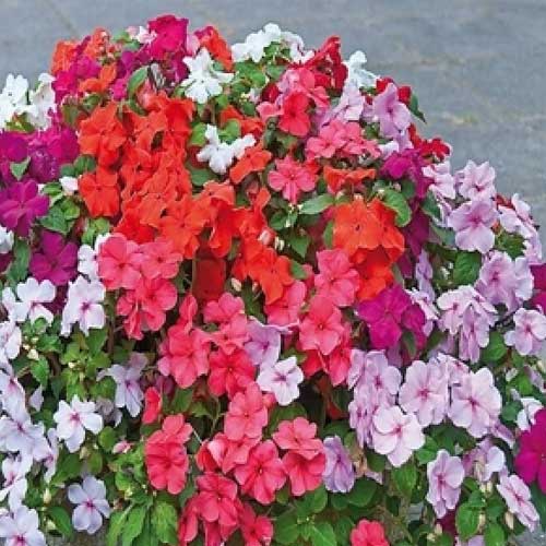 Seasonal Flower Seeds