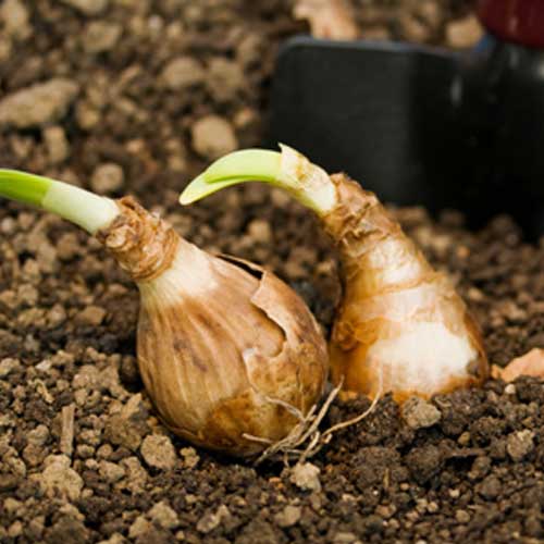 Plant Seed Bulb