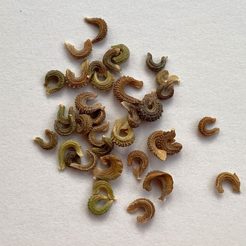 Calendula Officinalis Seeds