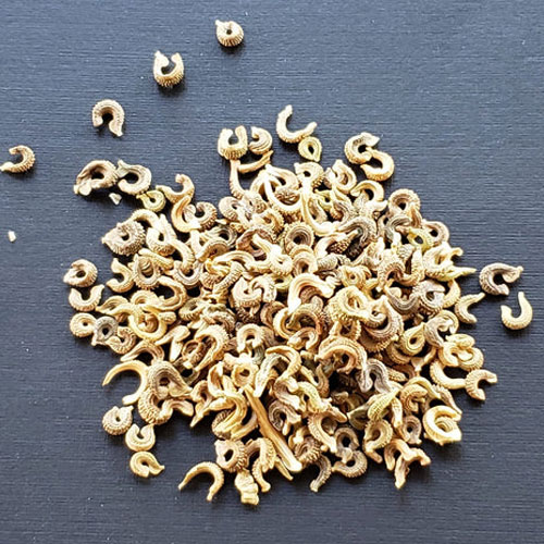 Calendula Officinalis Seeds