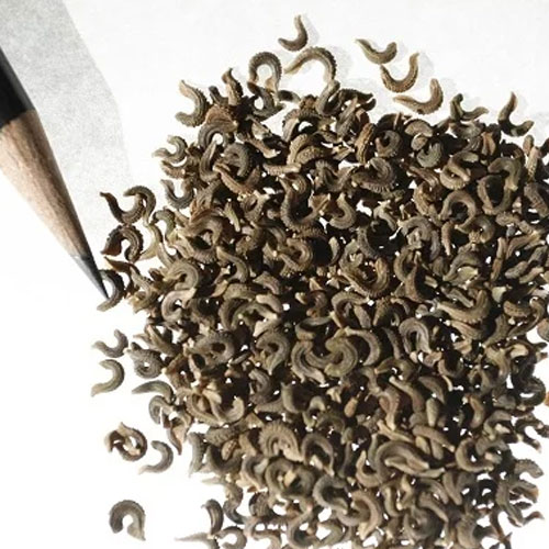 Calendula Officinalis Seeds