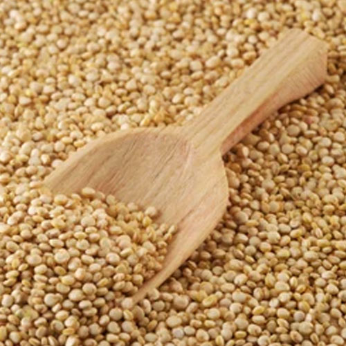 Amaranthus Caudatus Seeds