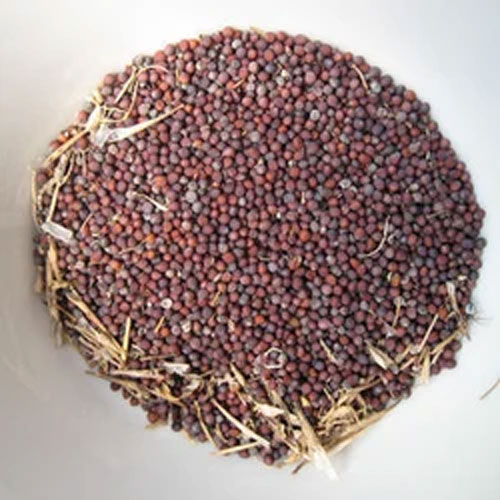 Turnip Seeds