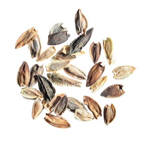 Zinnia Elegans Seeds