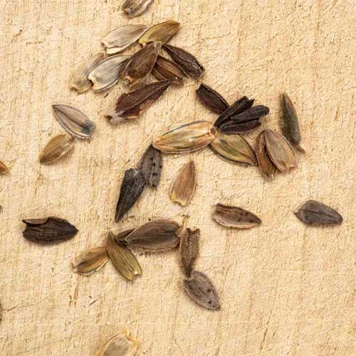 Zinnia Elegans Seeds