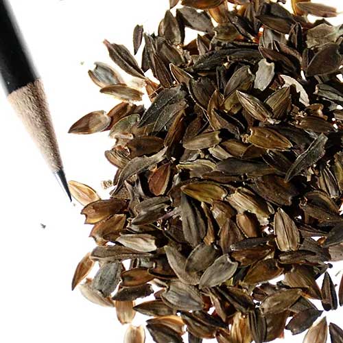 Zinnia Elegans Seeds