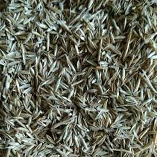 Rye Grass Seeds