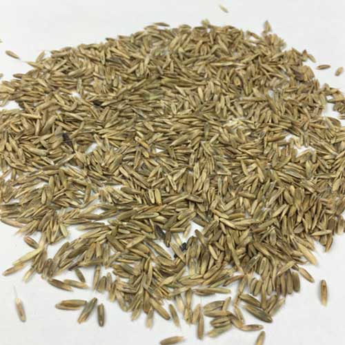 Rye Grass Seeds
