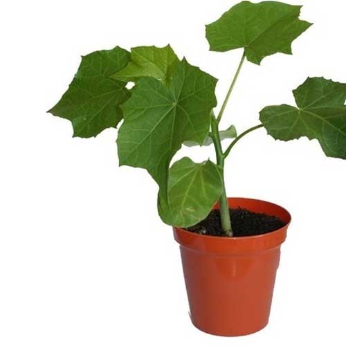 Jatropha Sapling