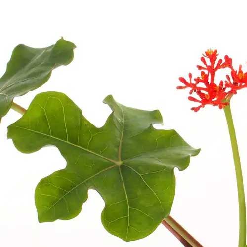 Jatropha Sapling