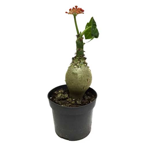 Jatropha Sapling