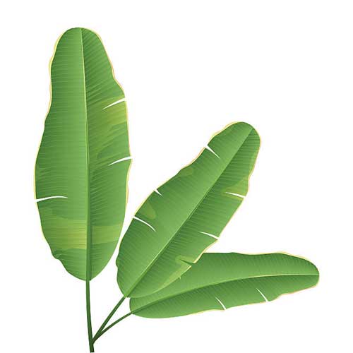 Banana Leaves