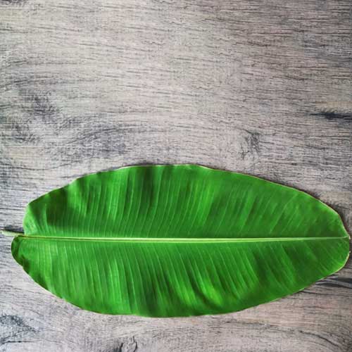 Banana Leaves