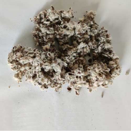 Cotton Seed Hull