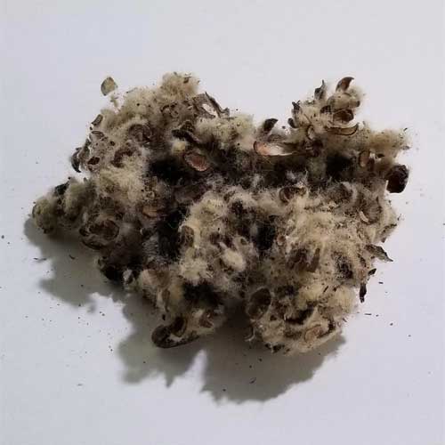Cotton Seed Hull