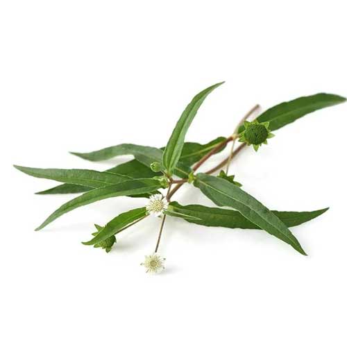 Bhringraj Leaves