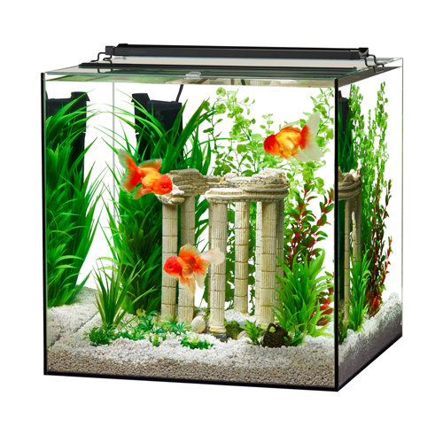 Fish Tanks